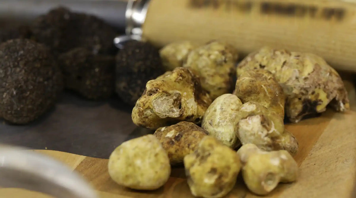 Truffes blanches et truffes noires fraîches disposées sur une planche en bois, prêtes pour la préparation culinaire.